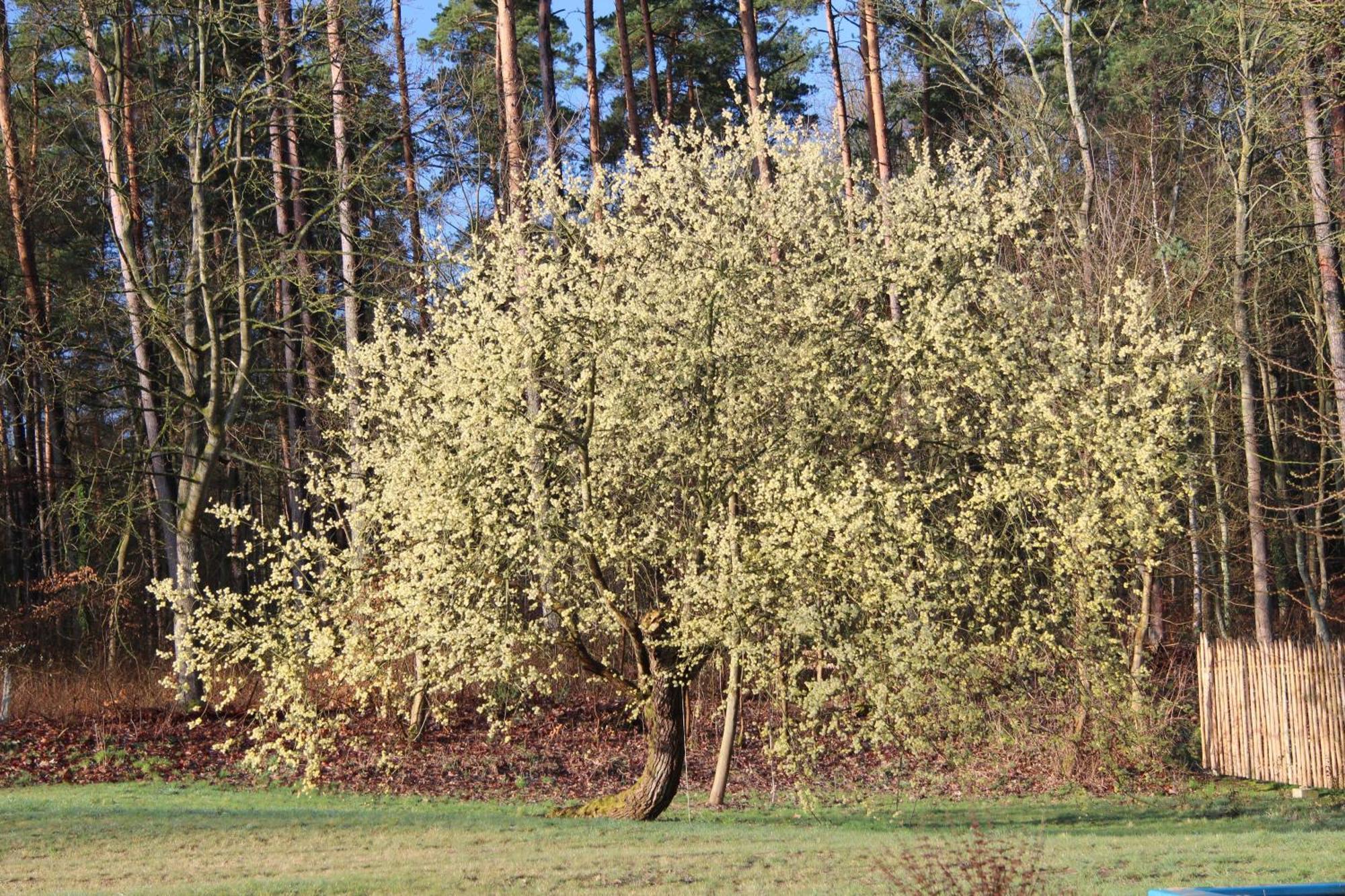 Ferien In Troja Villa Lärz Exterior foto